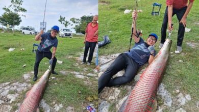 Kaki pancing bergelut tarik Arapaima 1.9 meter di Klang