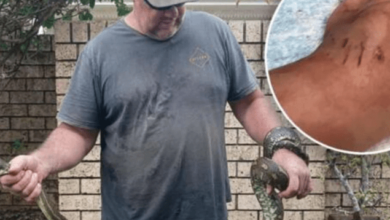 Kanak-kanak 5 tahun dibelit, diheret ular sawa ke dalam kolam renang