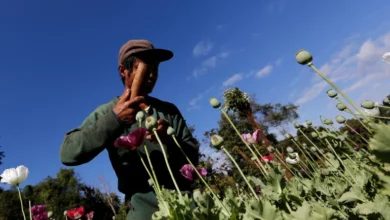 Popi candu melonjak ditanam di Myanmar