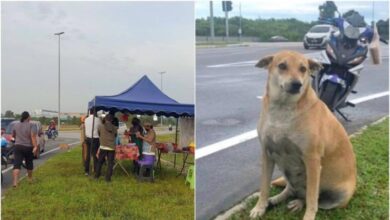 anjing jadi bodyguard gerai nasi lemak!