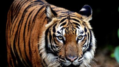 Perak Perhilitan confirms tiger sightings in Chemor