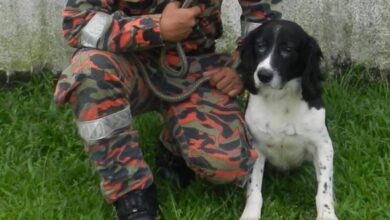 Blake, valiant canine sniffer of Batang Kali landslide search, dies