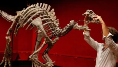 Rangka dinosaur 'Barry' untuk dilelong