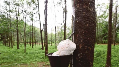 Insentif Pengeluaran Getah diaktifkan bagi Ogos 2023