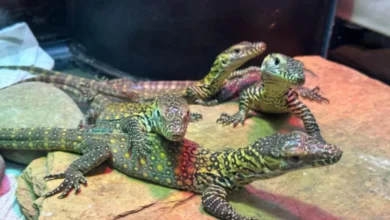 Enam telur komodo menetas di zoo