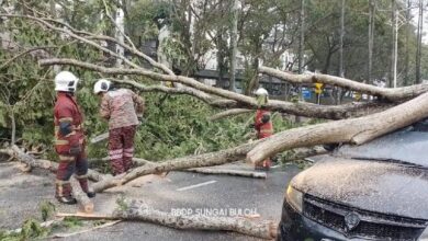 10 kes pokok tumbang di KL, tiada kemalangan jiwa berlaku