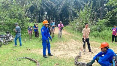 Woman nets 80kg python in Baling