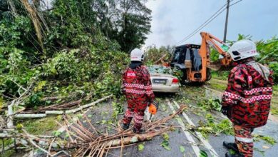 Warga emas maut kenderaan dihempap pokok tumbang