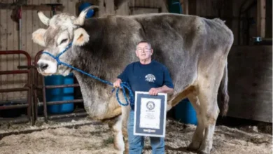 Lembu jantan dinobat benda hidup boleh dikemudi tertinggi di dunia