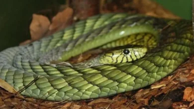 Ular mamba hijau terlepas kurungan cetus panik