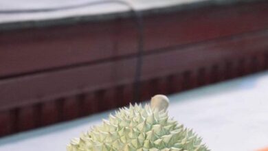 Durian Musang King Raub termahal di dunia