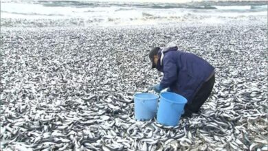 Ribuan ikan terdampar di pantai