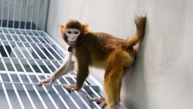 Monyet rhesus berjaya diklon saintis China