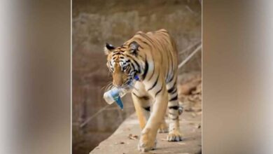 Harimau 'kutip' botol plastik sindiran kepada manusia