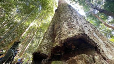 Pokok berusia lebih 250 tahun gagal ditebang