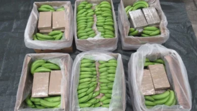 Dadah RM2.7 bilion dalam kargo pisang