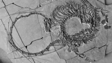 Fosil ‘naga Cina’ berusia 240 juta tahun