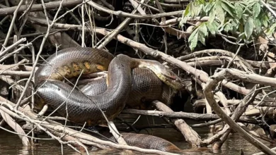 Saintis temui spesies ular terbesar dunia