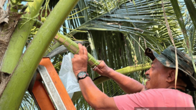 Bekas ADUN Nenggiri kini pengeluar air nira kelapa