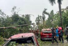 Fallen trees in KL damage 14 cars