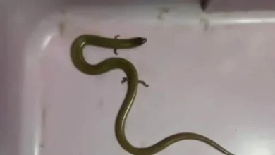Netizen terkejut temui ‘ular berkaki’
