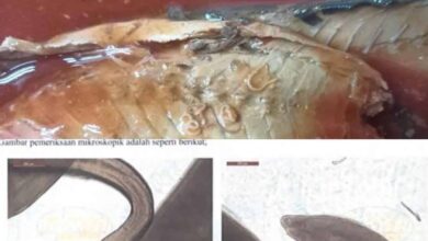 Cacing parasit dalam tin sardin dari China