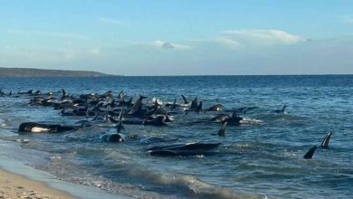160 paus pilot terdampar di pantai Australia