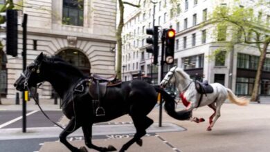 Kuda 'terperanjat' cederakan anggota tentera, orang awam