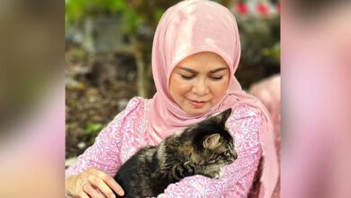 Tengku Pemaisuri Selangor dukacita kaedah PBT urus anjing terbiar