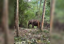 Perhilitan tangkap gajah liar