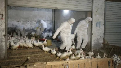 Selesema burung ditemui di barat China ketika AS memerangi wabak lembu