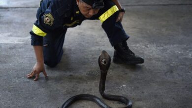 Ular tedung dalam seluar lelaki