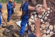 Tular ular sawa 59kg ditangkap bersama 70 biji telur di Kajang
