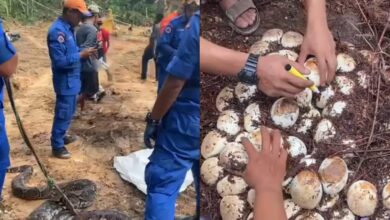 Tular ular sawa 59kg ditangkap bersama 70 biji telur di Kajang