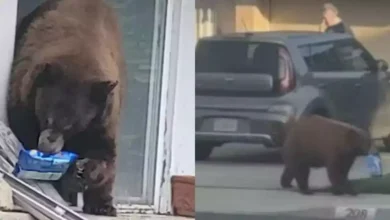Beruang masuk rumah curi Oreo