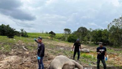 Empat gajah ditemui mati disyaki diracun