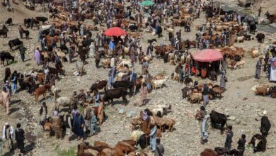 Afghanistan berdepan harga tinggi haiwan korban