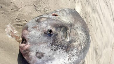 Ikan bulat gergasi terdampar di pantai