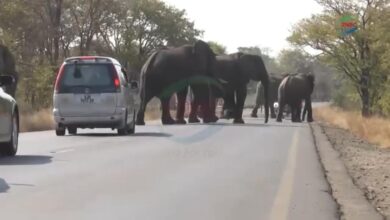 Mati dipijak gajah melintas jalan
