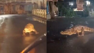 Buaya gergasi berkeliaran tengah jalan