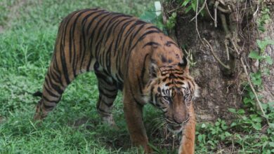 Lelaki maut dibaham harimau ketika kencing