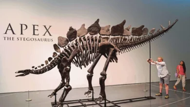 Rangka dinosaur 'Apex' pecah rekod, terjual RM208 juta