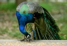 Pempengaruh ditahan selepas video burung merak masak kari