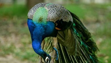 Pempengaruh ditahan selepas video burung merak masak kari