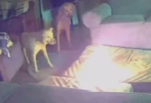 Anjing gigit bateri bateri ion litium, cetus kebakaran di rumah