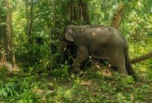 Tiga gajah jantan ganggu tanaman penduduk ditangkap