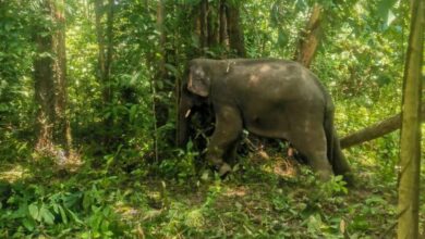 Tiga gajah jantan ganggu tanaman penduduk ditangkap