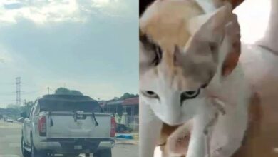 ‘Teruskan siasatan kucing tergantung, terseret pada pikap’