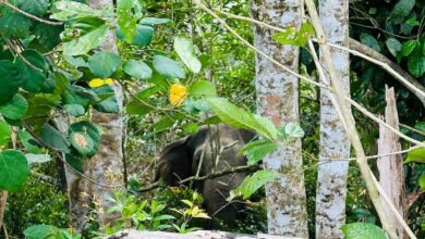 Mangsa serangan gajah sedar selepas ditidurkan