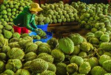 Pekebun mengeluh, harga durian merudum kerana hujan